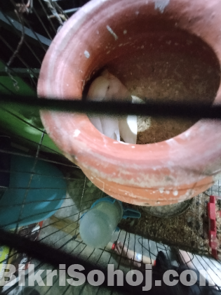 বারজিকার পাখি এলভিনো